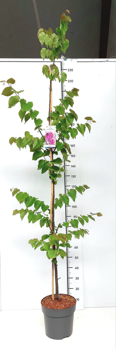 Cercis can. 'Pink Pom Pom' - C12 175-200 CM